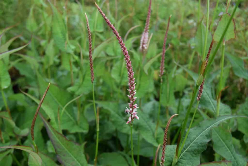 Persicaria amplexicaulis 'Rosea' ---